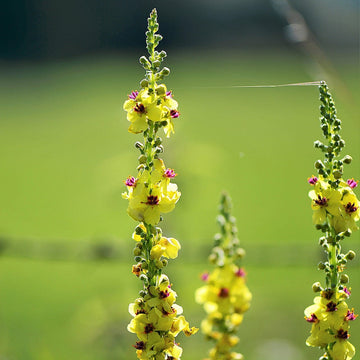 Mullein Seeds – Moth