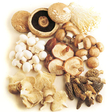 Mushroom Seeds – Mixed