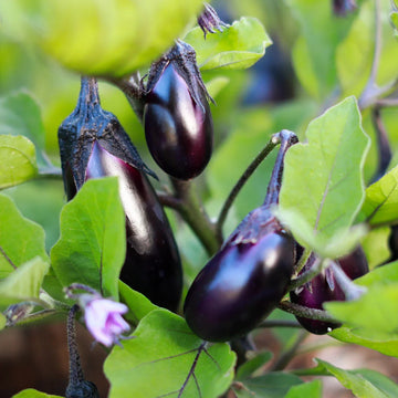 Eggplant Seeds – Black