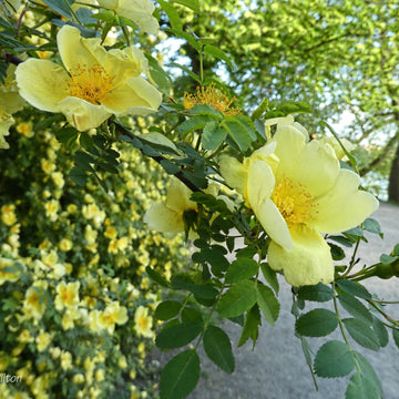 Father Hugo’s Rose Seeds – Golden Yellow Bloom