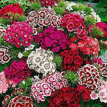 Sweet William Seeds – Mixed Colors