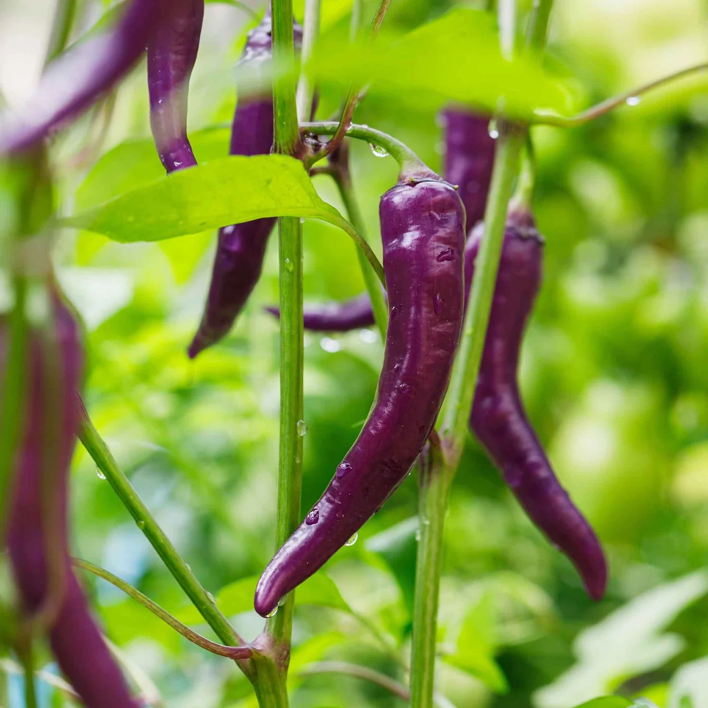 Hot Pepper Seeds – Buena Mulata