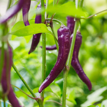 Hot Pepper Seeds – Buena Mulata