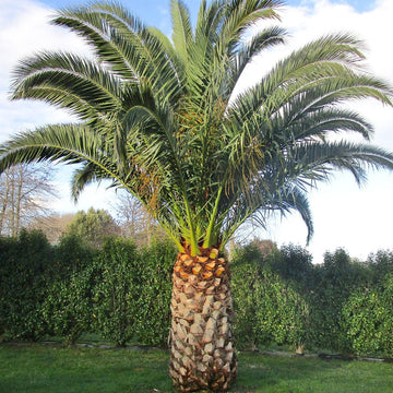 Phoenix Canariensis Palm Seeds