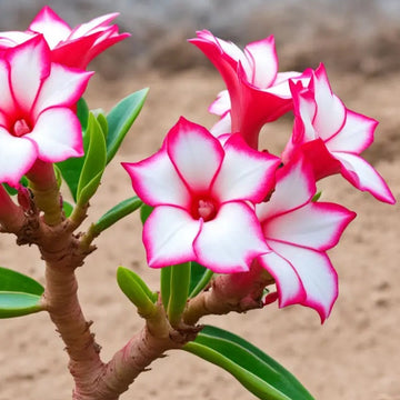 Desert Rose Seeds – Adenium Obesum