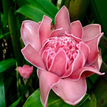 Etlingera Elatior Seeds – Pink Torch Ginger