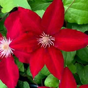 Clematis Seeds – Bright Red