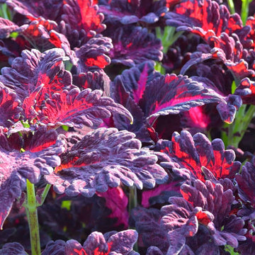 Coleus Seeds – Black Dragon