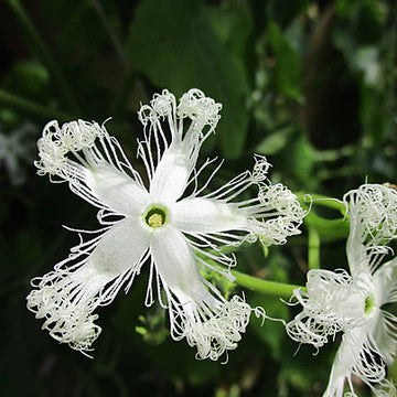Trichosanthes Seeds – Kirilowii