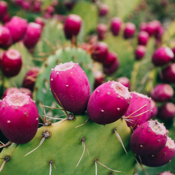 Opuntia Seeds – Pink Spineless