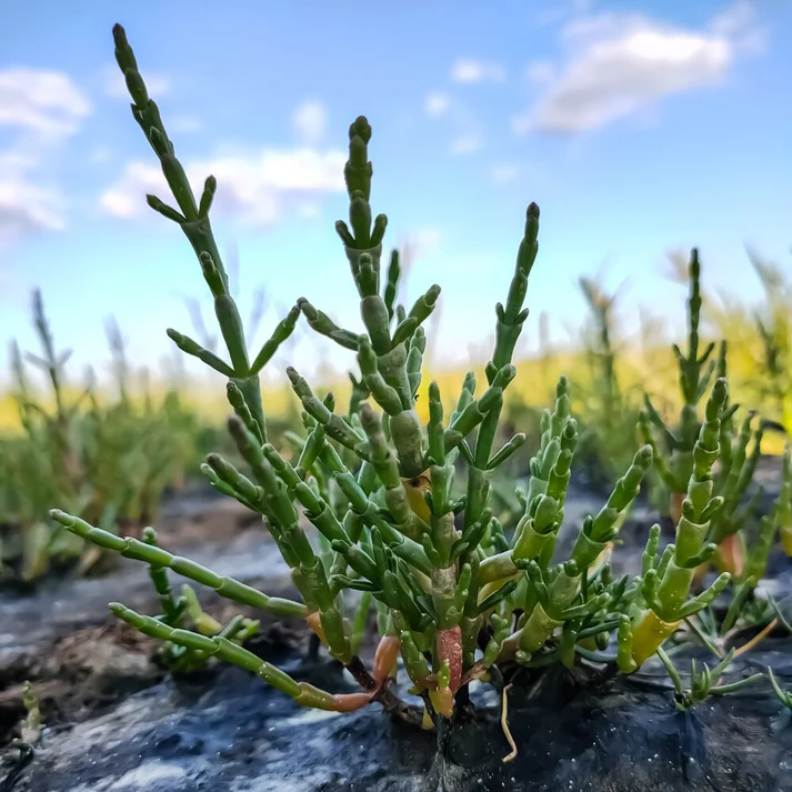 Samphire Seeds - Hardy Coastal Plant, Succulent Texture