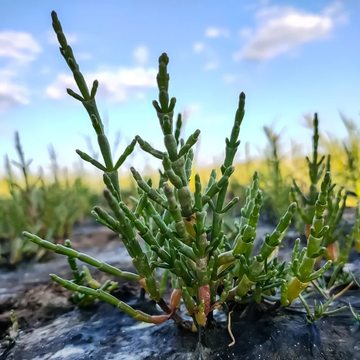 Samphire Seeds - Hardy Coastal Plant, Succulent Texture