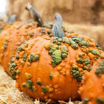 Pumpkin Seeds – Orange Knucklehead