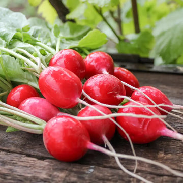 Radish Seeds – Cherry Belle