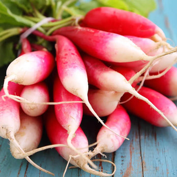 Radish Seeds – Rapid Yiel