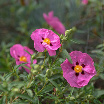 Rock Rose Seeds – Pink