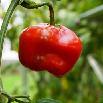 Rocoto Seeds – Spicy Pepper