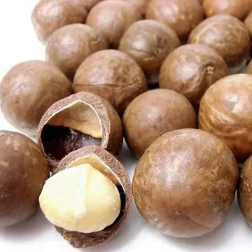 Avocado Seeds – Brown Coldhardy