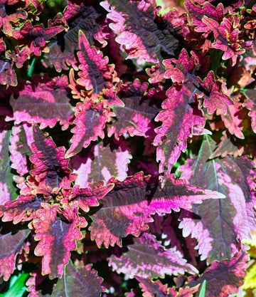 Coleus Seeds – Black Dragon