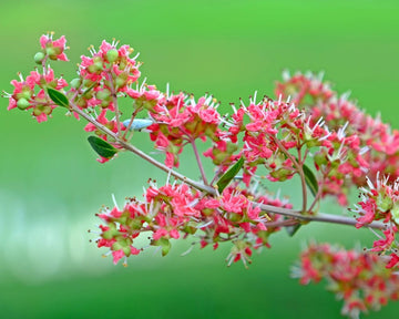 Henna Seeds – Common Lawsonia Inermis Dye