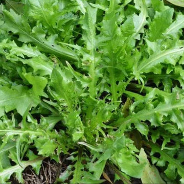 Shepherd’s Purse Seeds – Ji Cai