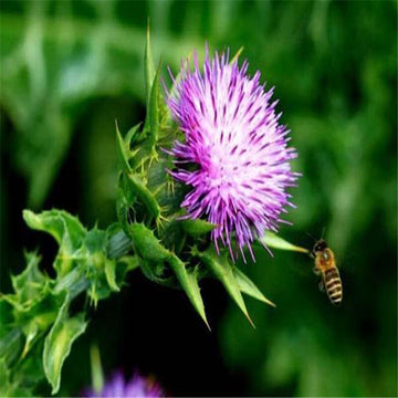 Milk Thistle Seeds – Organic Blessed