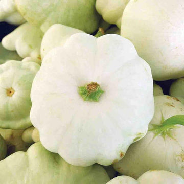 Squash Seeds – White Patisson
