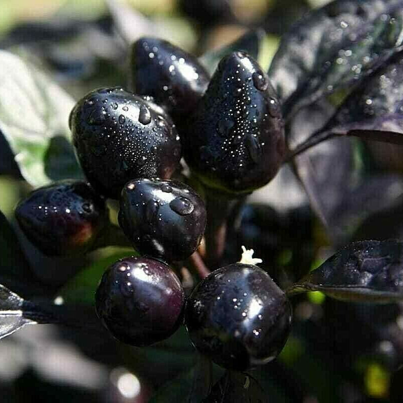 Ornamental Pepper Seeds – Black Hawk Exotic Bonsai
