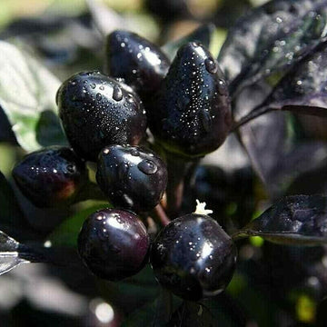 Ornamental Pepper Seeds – Black Hawk Exotic Bonsai