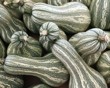 Cushaw Pumpkin Seeds