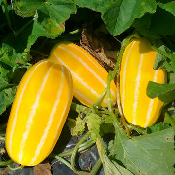 Neungju Seeds – Gold