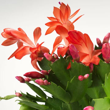 Schlumbergera Seeds