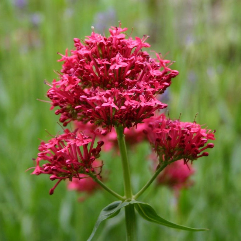 Jupiter's Beard Seeds – Red