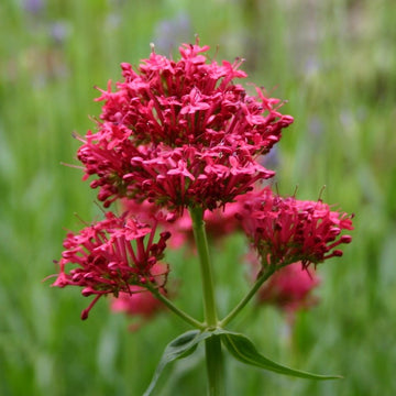 Jupiter's Beard Seeds – Red