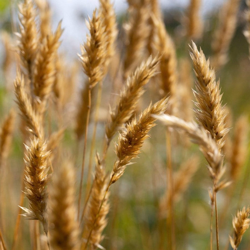 Sweet Vernal Grass Seeds – Fragrant Vanilla