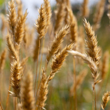 Sweet Vernal Grass Seeds – Fragrant Vanilla