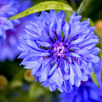 Bachelor Buttons Seeds – Double Blue
