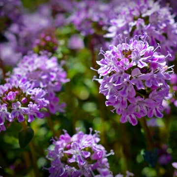 Lemon Thyme Seeds