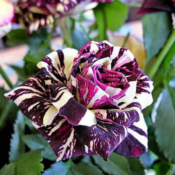 Exotic Black Dragon Rose Flower Seeds