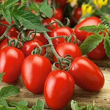 Tomato Seeds – Roma (Faithful Farms)