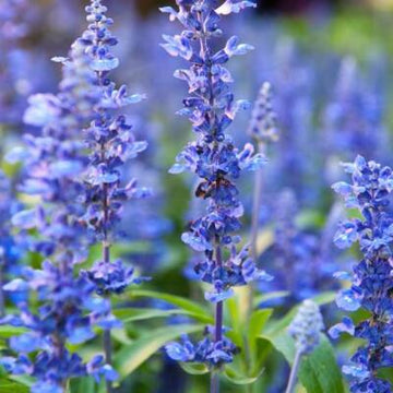 Hyssop Seeds – True Blue