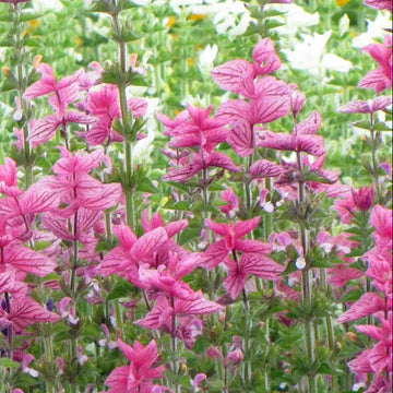 Salvia Seeds – Viridis