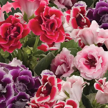 Sinningia Speciosa Seeds – Gloxinia Hybrid Mix