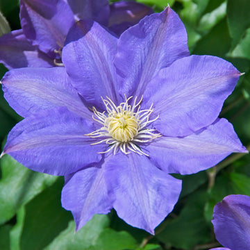 Clematis Seeds – Blue