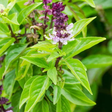 Cinnamon Basil Seeds – Aromatic