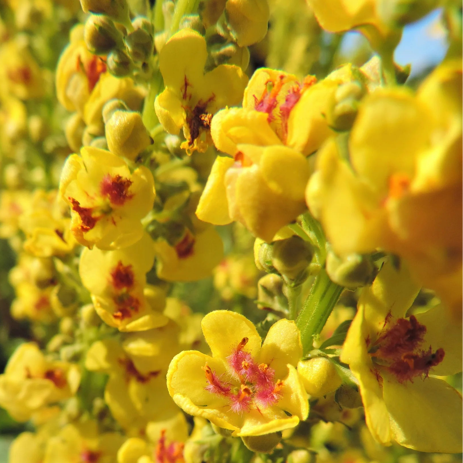Verbascum Thapsus Seeds – Yellow Common Mullein