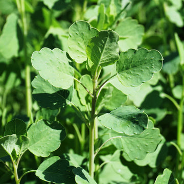Papalo Seeds – Porophyllum Ruderale