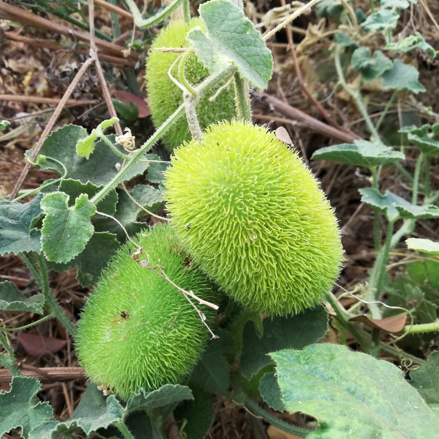 Green Wooly Bear Gourd Seeds
