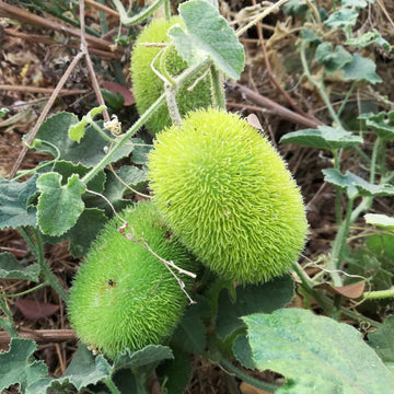 Green Wooly Bear Gourd Seeds