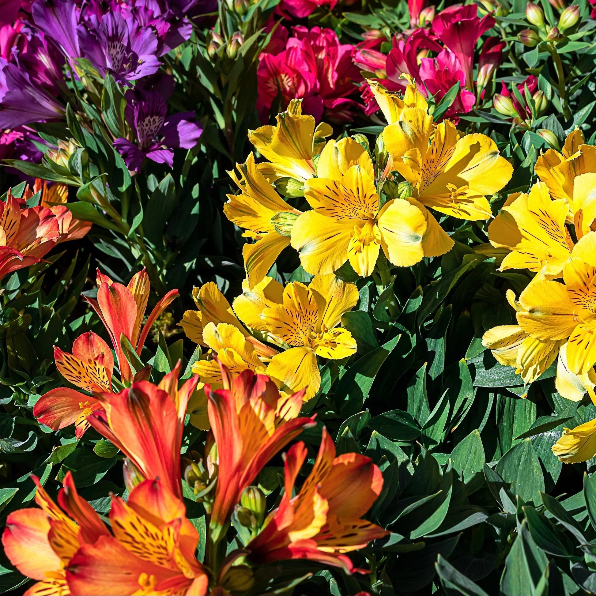 Alstroemeria Seeds – Mixed Colors